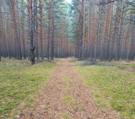 Прирезка лесных участков Кадастровые работы в Куровском